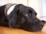 Labrador retriever Barco