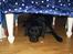 Labrador retriever Barco - *ZzzzZ* Nytårsaften er laaang