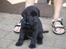 Labrador retriever Chavez