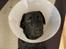 Labrador retriever Chavez