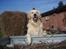 Golden retriever Shaggie - din charmetrold.