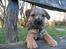 Border terrier Echo - 13 uger