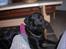 Labrador retriever king ( R.I.P <3 aflivet) - cilles fod og mit hovede