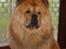 Chow chow Svande - Meget fotogen ;)