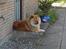 Chow chow Svande - Hjemme ved mine forældre.