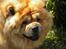 Chow chow Svande - Dejlig sommerdag, hvor Svande stod og pjattede ved fiskedammen.