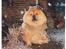 Chow chow Svande - Smuk vinter. Svande elsker at ligge udenfor i sne.