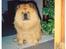 Chow chow Svande - Svande´s fødselsdag. Han skal da også have en gave..!