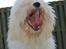 Coton de tulear Valde - Farlig løøøøøve!
