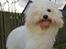 Coton de tulear Valde