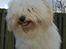 Coton de tulear Valde