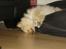 Pomeranian Gizmo *RIP :'( - Zzz Zzzz.. Sover på de mest mærkelige måder. Hehe