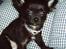 Chihuahua  - ~°º• Nico •º°~ -  - Nico lille
