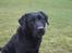 Labrador retriever Nero - Brown Hunts Tapre Tiro alias Nero