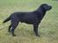 Labrador retriever Nero - Brown Hunts Tapre Tiro alias Nero