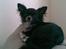 Chihuahua anton R.I.P d 14-12-07