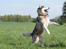 Alaskan malamute SILVER - se jeg kan gå..