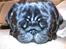 Mops Vito - zzzzzzzzzzz
