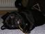 Mops Vito