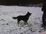 Schæferhund Balto R.I.P 23/6 2009