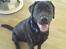 Labrador retriever Benjos black Chivas - Chivas :)