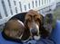 Basset hound Snubbi, født Albert - Snubbi og hans nye sovekammerat
