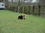 Chow chow nikita - ude at lege med min ene storesøster .