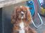Cavalier king charles spaniel Düchess  [Himmelhunden] - "Jeg holder lige vagt ved kaninen mor"