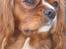 Cavalier king charles spaniel Düchess  [Himmelhunden] - Stadig på vagt ved kaninen ;) 