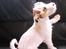 Jack russell terrier Jason R.I.P (kun 4½ år)  - 16. uh ha lidt lækker er man vel ik??