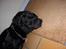 Labrador retriever king ( R.I.P <3 aflivet) - Det er hårdt og være konge over byen!!HEHE:D