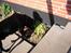 Labrador retriever king ( R.I.P <3 aflivet) - hva er nu det der ligger der?? 