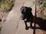 Labrador retriever king ( R.I.P <3 aflivet) - her slikker jeg miig liii fint om munden!!:P