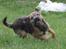 Border terrier Echo - 16 uger og fuld speed