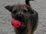 Border terrier Echo - Echo elsker at bære på div.