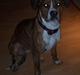 Amerikansk staffordshire terrier Tøzen
