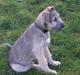 Irsk ulvehund Gismo