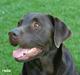 Labrador retriever Loke
