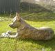Amerikansk staffordshire terrier Diablo