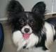 Papillon Gismo