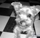Yorkshire terrier Noa