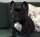 Fransk bulldog berta