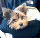 Yorkshire terrier Julius