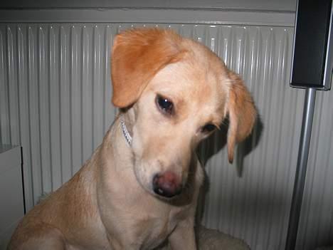 Labrador retriever Ida billede 3