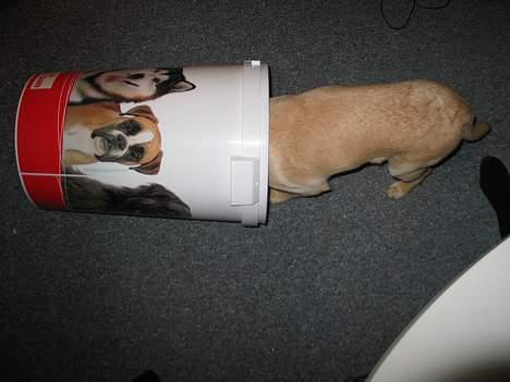 Labrador retriever Ida billede 4