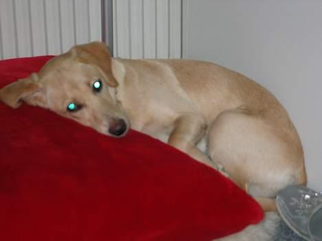 Labrador retriever Ida billede 5