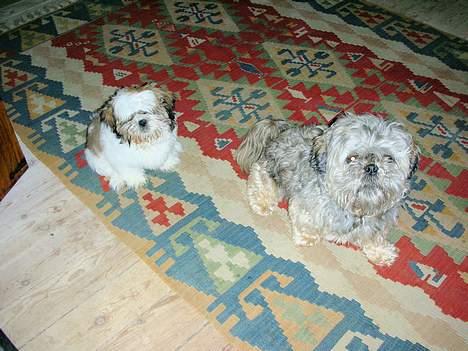 Shih tzu Trutte  - Gamle delige Trutte og vores nye lille frække shih tzu dreng Sigurd billede 1
