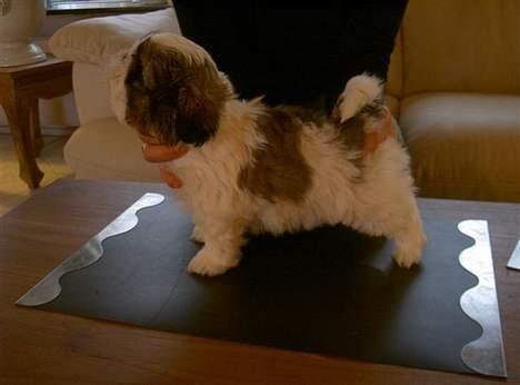 Shih tzu Trutte  - Lille Sigurd ca 8 uger billede 2