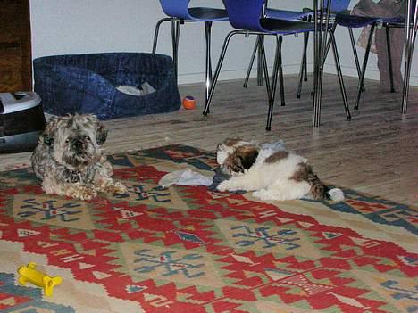 Shih tzu Trutte  - Trutte gør sig sine tanker om den lille fyr billede 3