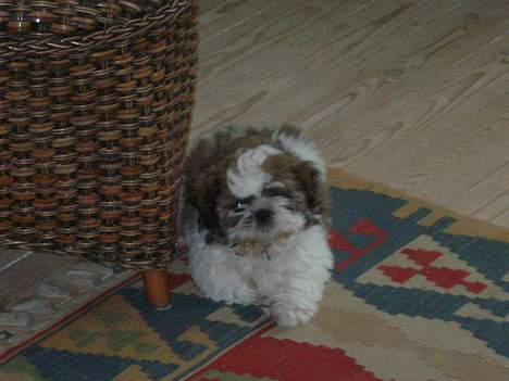 Shih tzu Trutte  - Men hvem kan stå for sådan en lille uldtot.. billede 4